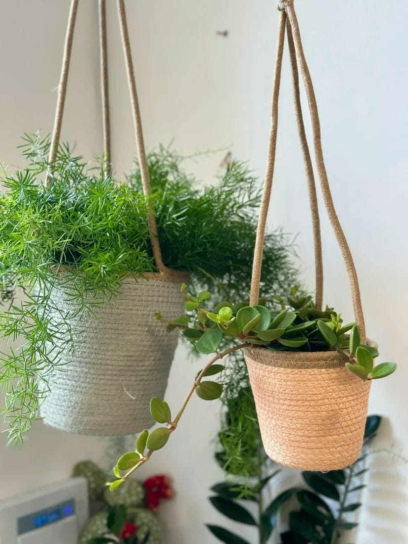 Hanging deals plant basket