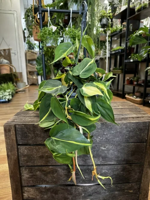 Philodendron Hederaceum Brasil Pothos - Beautiful Climber