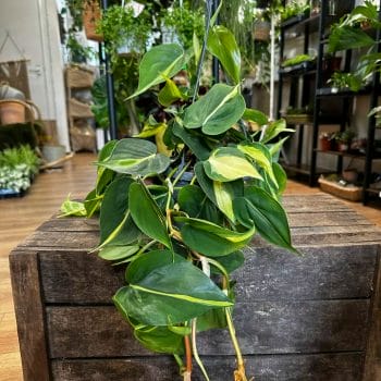 Philodendron Hederaceum Brasil Pothos 15cm pot Hanging & Trailing air purifying 2