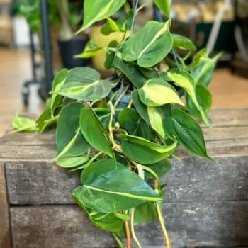 Philodendron Hederaceum Brasil Pothos 14cm pot Hanging & Trailing air purifying 3