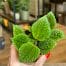 Pilea Alumi Moon Valley held up to camera with hand. blurry images of plants from the store in the background.