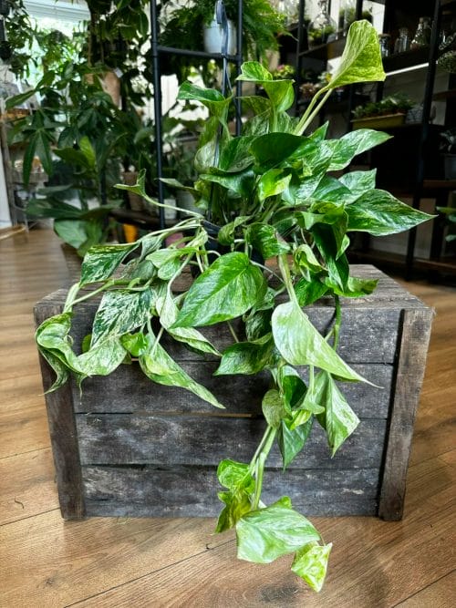 Marble Queen Pothos Devils Ivy 15cm pot Hanging & Trailing air purifying 6