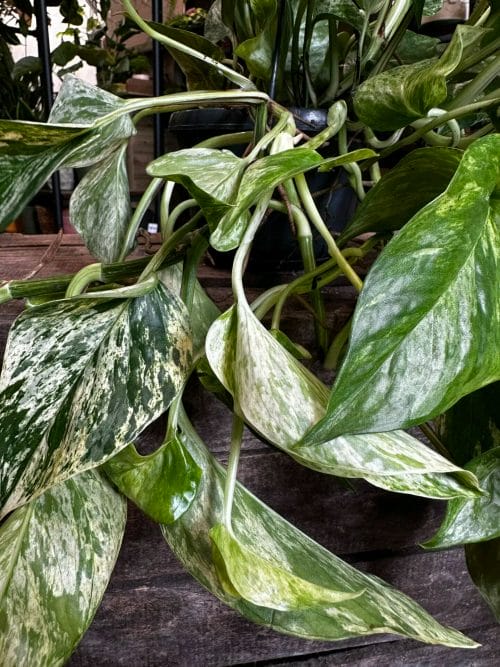 Marble Queen Pothos Devils Ivy 15cm pot Hanging & Trailing air purifying 7