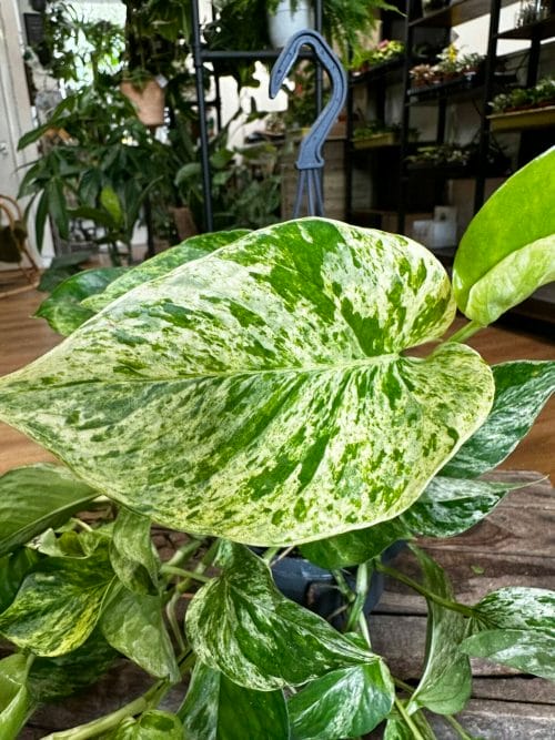 Marble Queen Pothos Devils Ivy 15cm pot Hanging & Trailing air purifying 3