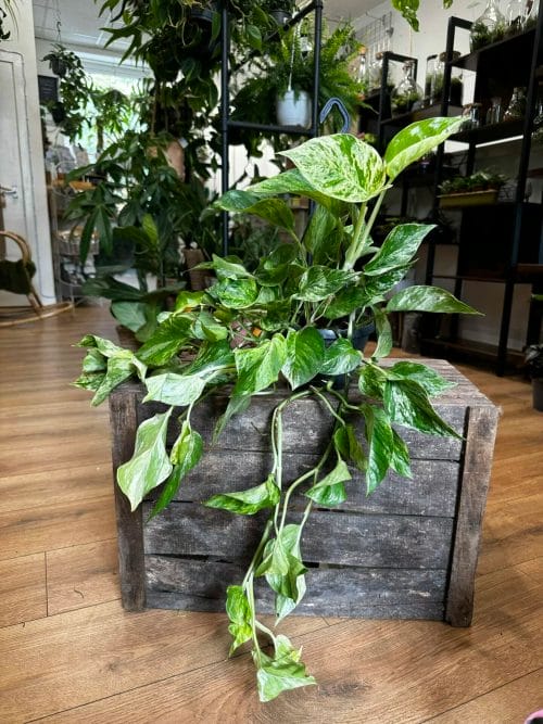 Marble Queen Pothos Devils Ivy 15cm pot Hanging & Trailing air purifying 9