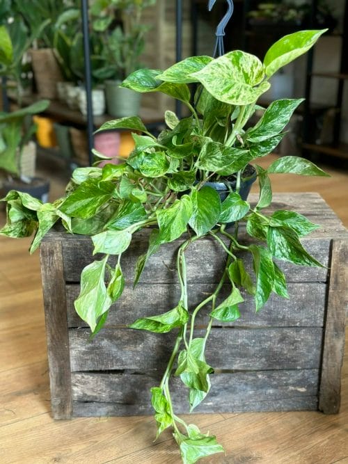 Marble Queen Pothos Devils Ivy 15cm pot Hanging & Trailing air purifying 10