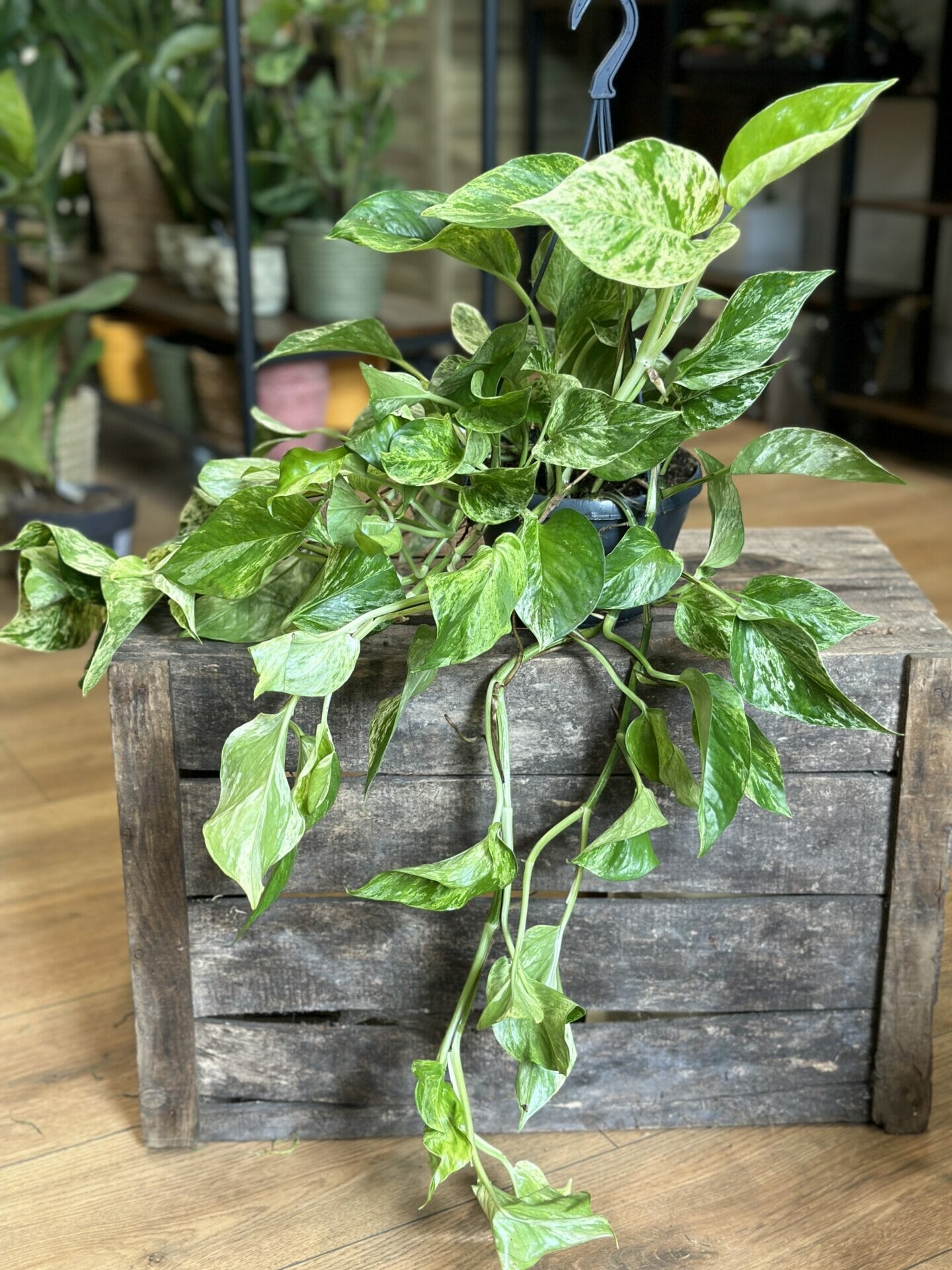 marble queen pothos devils ivy in 15cm pot on wooden box with blurry houseplant leaves in the background