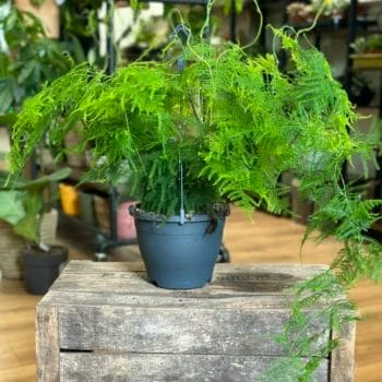 asparagus setaceus fern large in a 19cm pot. on wooden boax with blurry houseplants in background of store