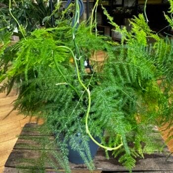 Asparagus Setaceus Fern Large 19cm pot Hanging & Trailing air purifier 2