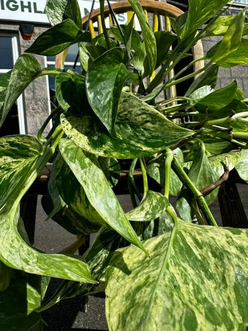 Marble Queen Pothos Devils Ivy 15cm pot Hanging & Trailing air purifying 5