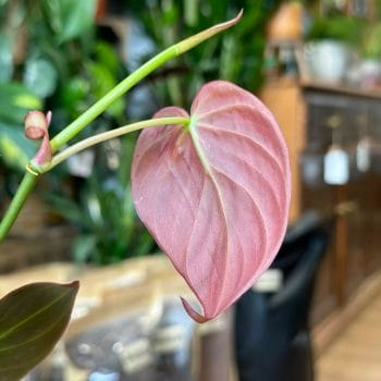 Philodendron Micans Velvet Heart 12cm pot Hanging & Trailing 12cm plant 2