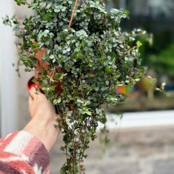 Pilea Glaucophylla Greyzy Silver Sparkles Hanging & Trailing low light 2