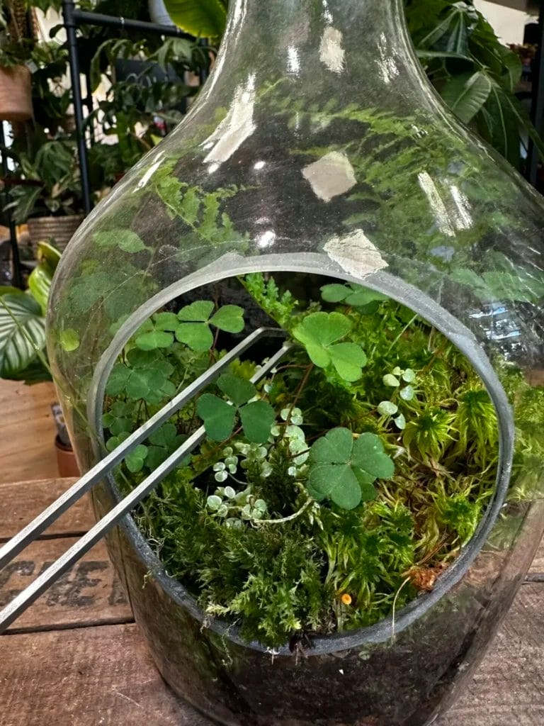 The Best Terrarium Plants for Beginners – Beautiful and Easy to care