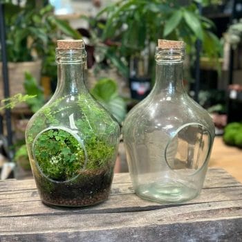 Large Vintage Terrarium Container Eco Glass Open Bottle Other Containers