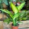 dieffenbachia camilla dumb cane in a brown 24cm pot. on wooden box with blurry houseplants in the background
