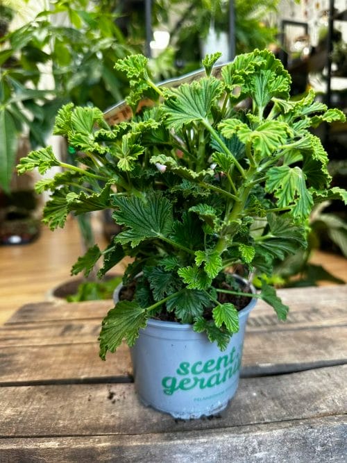 Scented Pelargonium Geranium 12cm pot Rare and Extraordinary 10