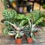 dieffenbachia camilla dumb cane 24cm pot