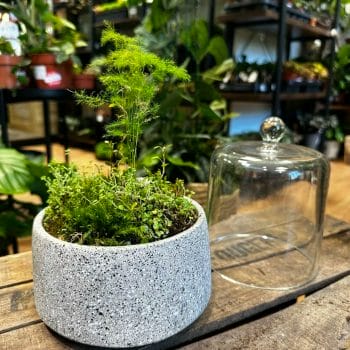 Epipremnum Aureum Global Green Pothos 12cm pot Hanging & Trailing air purifying 28