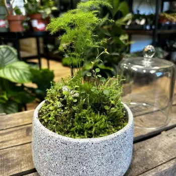 Concrete Bowl Planter 16cm for Moss Bowl & Cactus Gardens Planters bowl