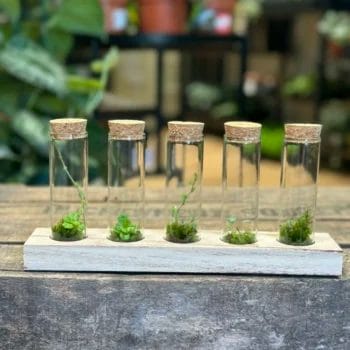 Lab Glass Tubes Wood Rack With Cork Set Terrarium Accessories