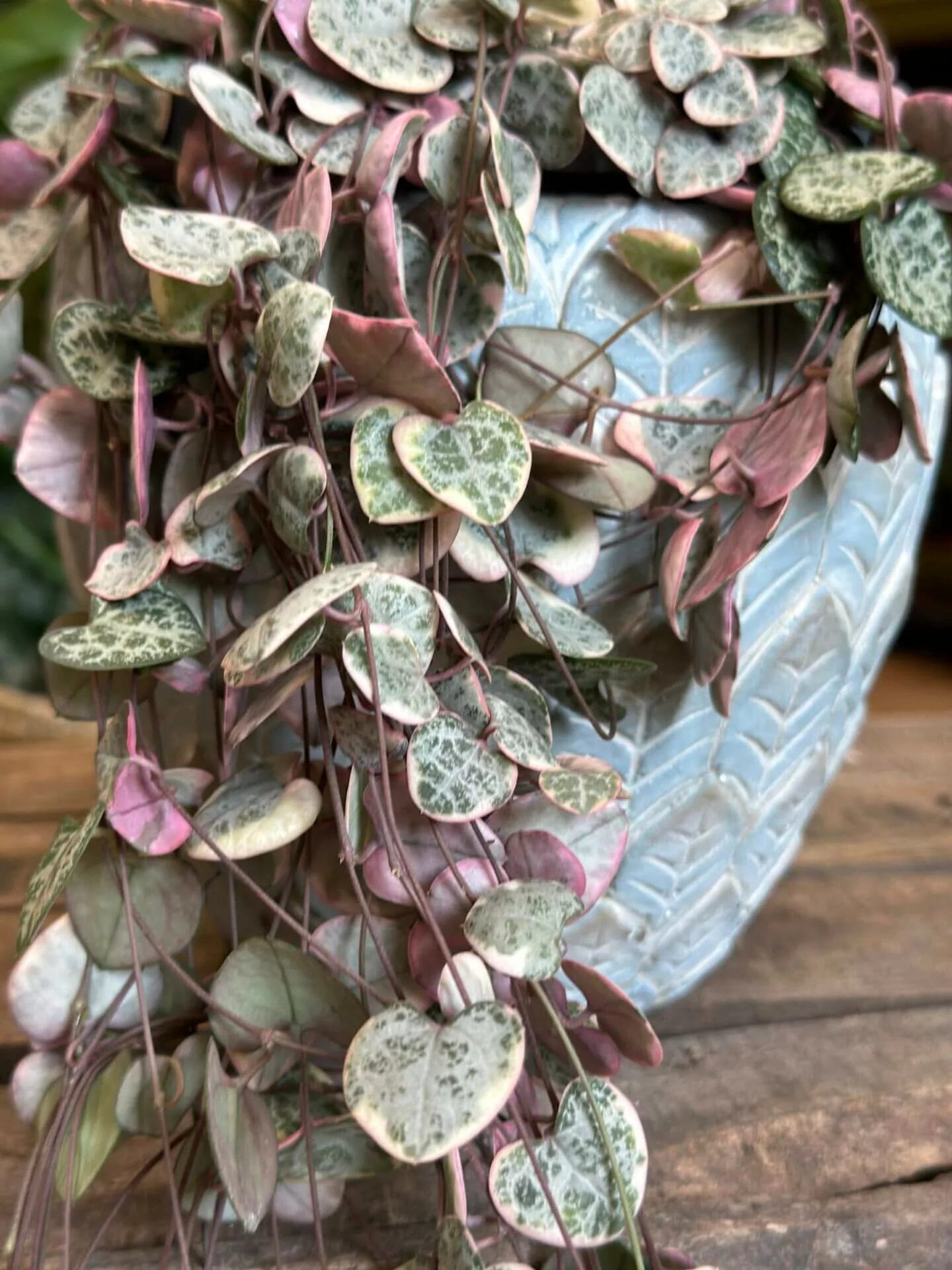 Variegated String of Hearts Care - More PINK + 13 Care Tips