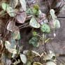 maranta leuconeura fascinator prayer plant 12cm pot