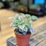 red hypoestes phyllostachya polka dot plant 8cm pot
