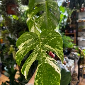 Variegated Monstera Albo Cutting Houseplants cheese plant 2