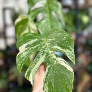 Variegated Monstera Albo Cutting Houseplants cheese plant