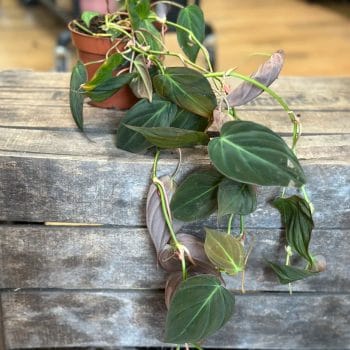 Philodendron Micans Velvet Heart 12cm pot Hanging & Trailing 12cm plant