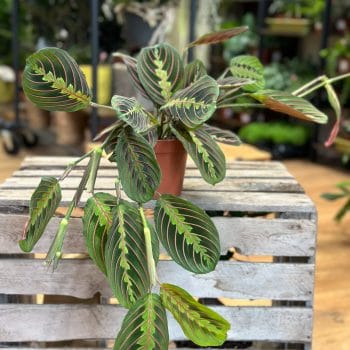 Maranta Leuconeura Fascinator Prayer Plant Hanging & Trailing 12cm plant
