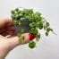 perperomia prostata string of turtles house plant help up to camera with a white background