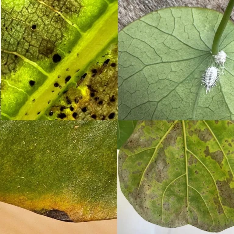 The Ultimate Guide to Identifying House Plant Pests: With Pictures of Pest and Damaged Plants