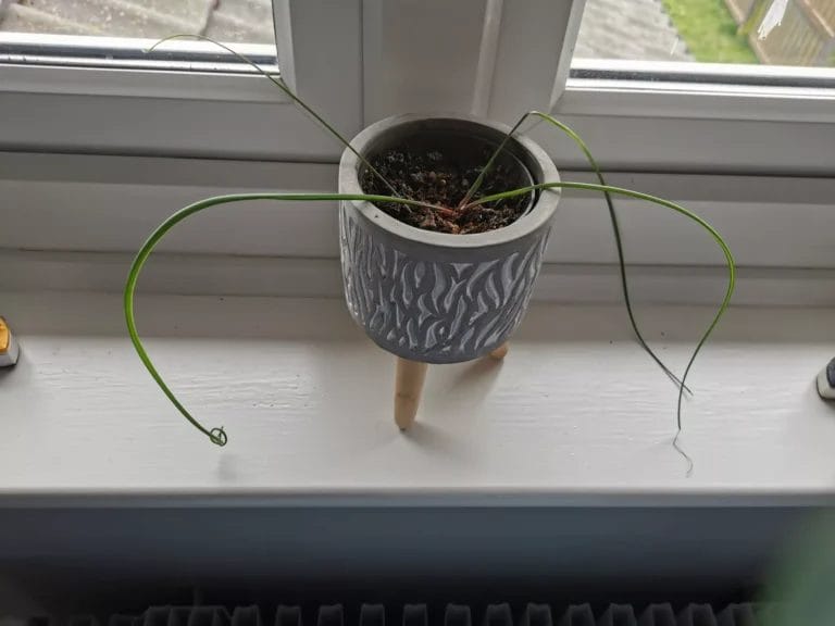 Corkscrew Albuca houseplant on windowsill