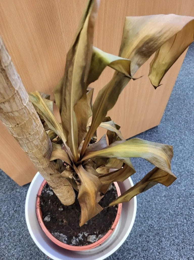 top down dracaena fragrans with browning dry leaves
