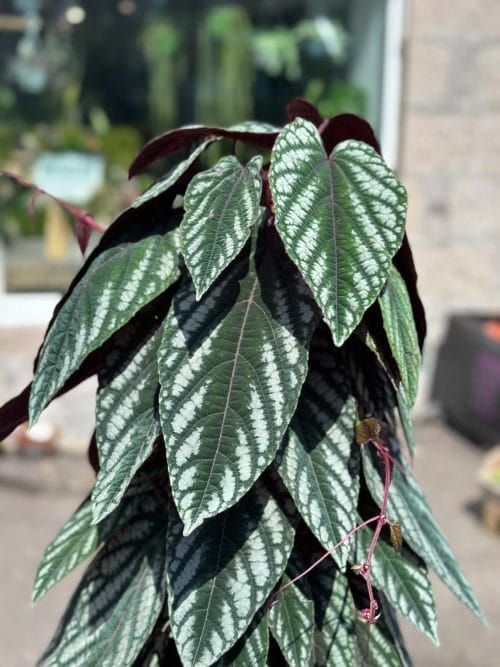 Cissus Discolor Unrooted Cuttings – Vine Begonia Cuttings cissus 3