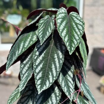 Cissus Discolor Unrooted Cuttings – Vine Begonia Cuttings cissus 2