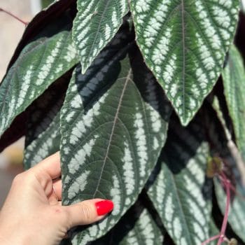 Cissus Discolor Unrooted Cuttings – Vine Begonia Cuttings cissus 2