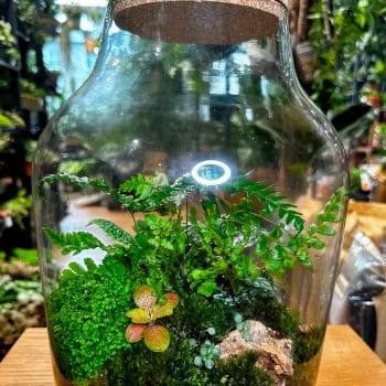 Large Terrarium Container Cork Lid Other Containers cork 2