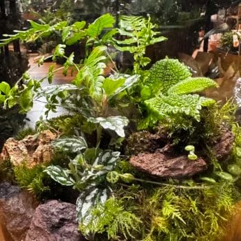close up of extra large terrarium container with plants, moss, logs and rocks