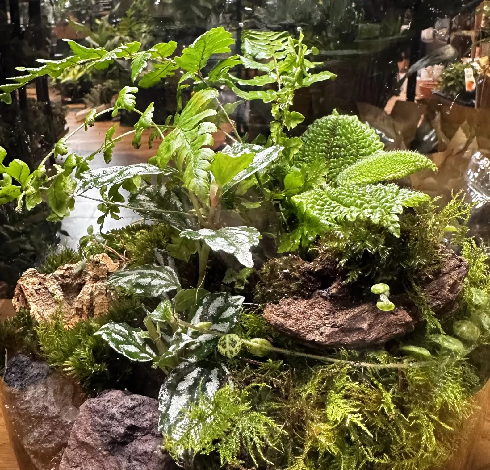 Brocade Moss Hypnum imponens musgo vivo para Terrarium Vivarium Riparium  Kokedama -  México