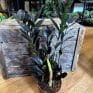 zamioculcas zamiifolia emerald palm zz 14cm pot