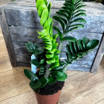 Zamioculcas Zamiifolia Zenzi Compact Emerald Palm ZZ 14cm pot Houseplants 14cm plant