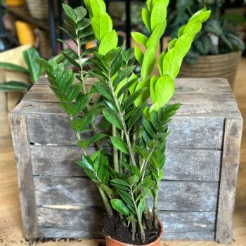 Zamioculcas Zamiifolia Emerald Palm ZZ 14cm pot Houseplants 14cm plant