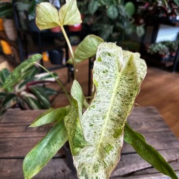 Philodendron Paraiso Verde 12cm pot Houseplants 12cm plant