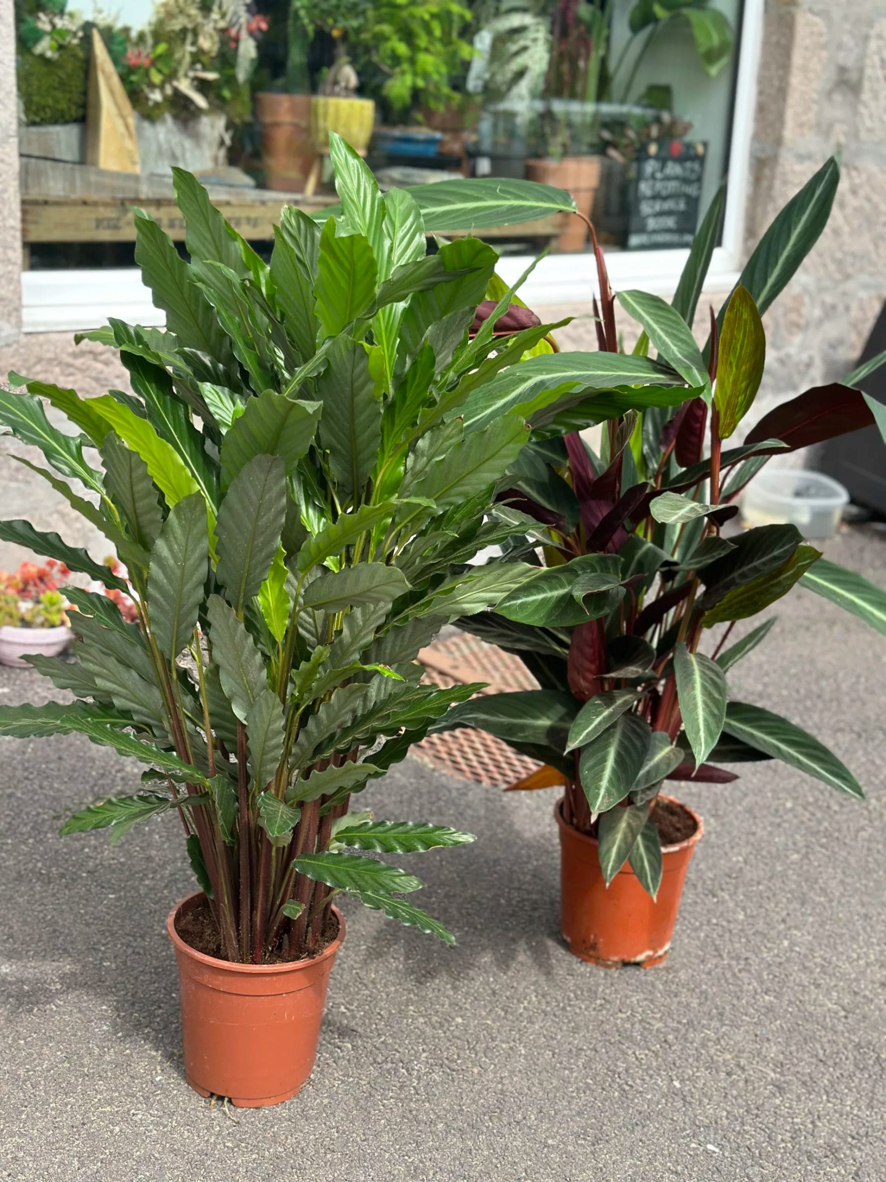 photo taken in front of storefront calathea prayer plant in a 21cm pot plant is 110cm height