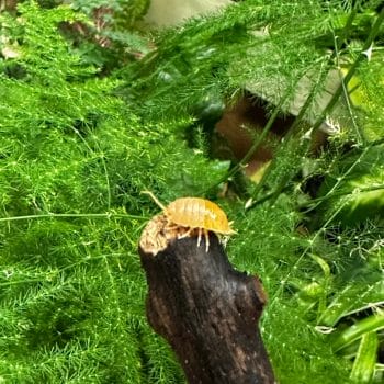 Isopods Clean-up Crew For Bio-Active Terrarium Vivarium Plant Care bioactive 2