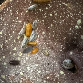 Isopods Clean-up Crew For Bio-Active Terrarium Vivarium Plant Care bioactive