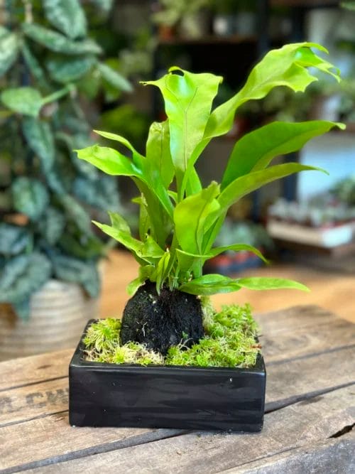 kangaroo fern microsorum diversifolium on a lava rock bonsai. on wooden box with blurry houseplants in the background.