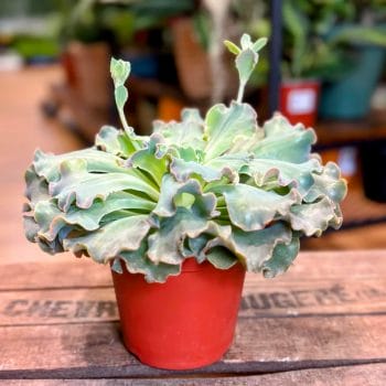 XL Echeveria Twister Succulent 12cm pot Houseplants easy care